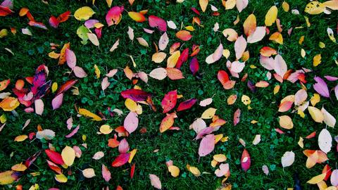 Colourful leaves on the grass