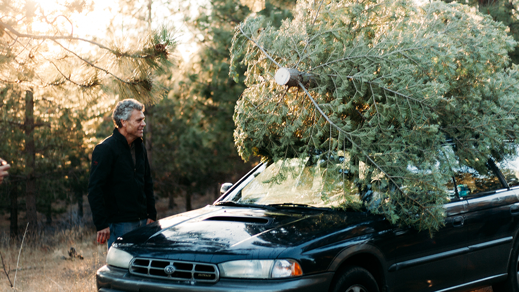 A man looking at a Christmas tree on a car roof